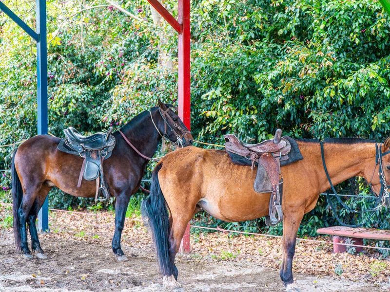 Dos caballos ensillados esperan bajo una estructura techada rodeada de árboles.